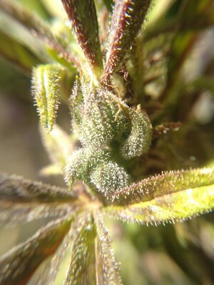 IMG_20240608_141532.jpg IMG_20240608_141532.jpg