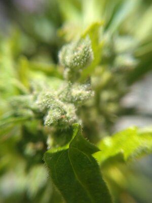 IMG_20240608_141438.jpg IMG_20240608_141438.jpg