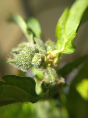 IMG_20240608_141343.jpg IMG_20240608_141343.jpg