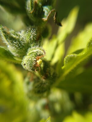 IMG_20240608_141326.jpg IMG_20240608_141326.jpg