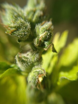 IMG_20240608_141318.jpg IMG_20240608_141318.jpg