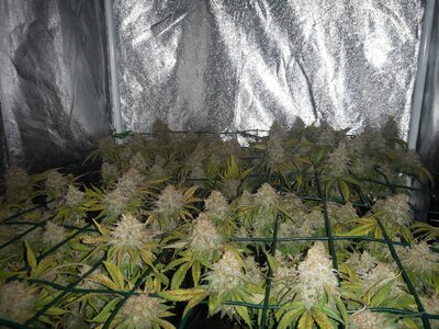 IMG_20240609_061546.jpg IMG_20240609_061546.jpg