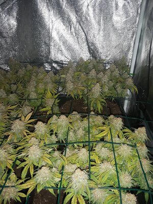 IMG_20240609_061535.jpg IMG_20240609_061535.jpg