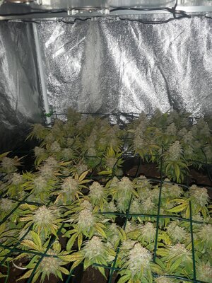 IMG_20240609_061531.jpg IMG_20240609_061531.jpg