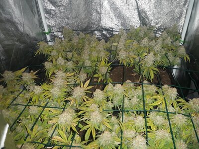 IMG_20240609_061500.jpg IMG_20240609_061500.jpg