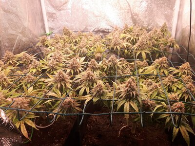 IMG_20240609_061440.jpg IMG_20240609_061440.jpg