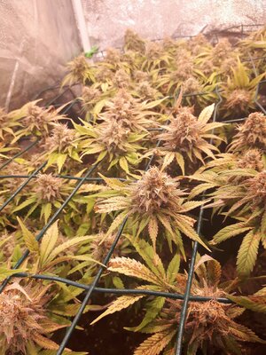 IMG_20240609_061428.jpg IMG_20240609_061428.jpg