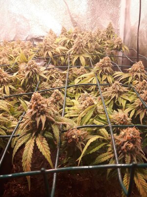 IMG_20240609_061419.jpg IMG_20240609_061419.jpg