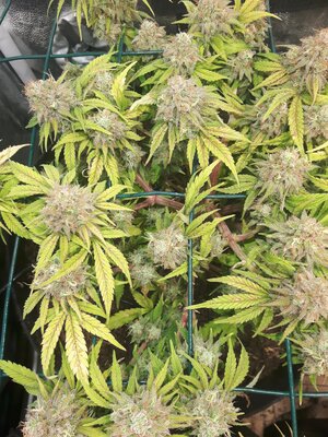 IMG_20240609_061355.jpg IMG_20240609_061355.jpg