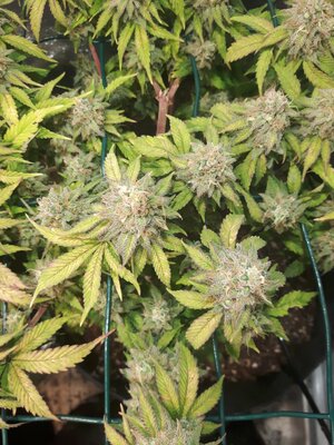 IMG_20240609_061350.jpg IMG_20240609_061350.jpg