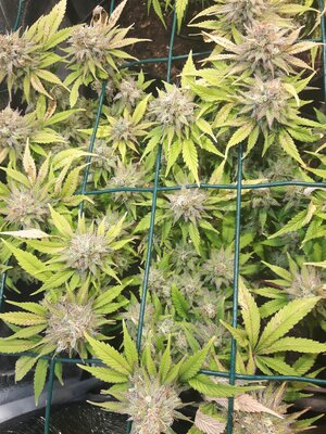 IMG_20240609_061342.jpg IMG_20240609_061342.jpg