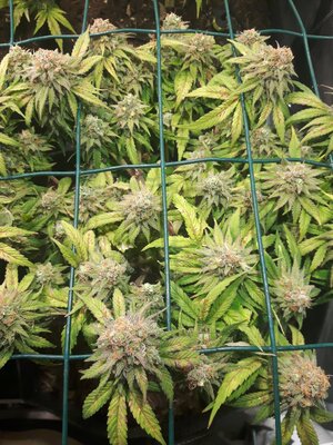 IMG_20240609_061337.jpg IMG_20240609_061337.jpg