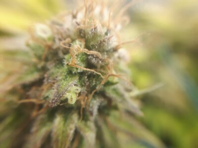 IMG_20240609_061328.jpg IMG_20240609_061328.jpg