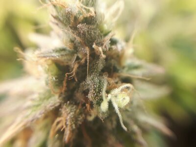 IMG_20240609_061319.jpg IMG_20240609_061319.jpg