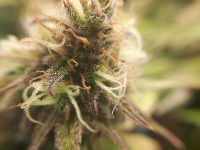 IMG_20240609_061304.jpg IMG_20240609_061304.jpg