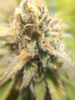 IMG_20240609_061236.jpg IMG_20240609_061236.jpg