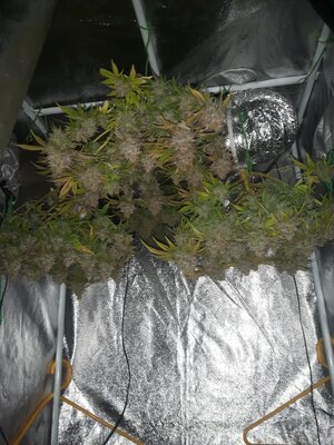 IMG_20240613_120733.jpg IMG_20240613_120733.jpg