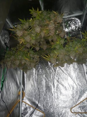 IMG_20240613_120728.jpg IMG_20240613_120728.jpg