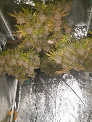 IMG_20240613_120726.jpg IMG_20240613_120726.jpg