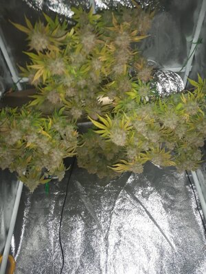 IMG_20240613_120722.jpg IMG_20240613_120722.jpg