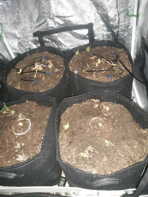 IMG_20240613_120712.jpg IMG_20240613_120712.jpg