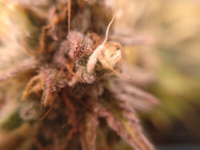 IMG_2024-06-13-07-47-22-710.jpg IMG_2024-06-13-07-47-22-710.jpg