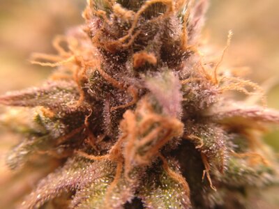 IMG_2024-06-13-07-47-07-070.jpg IMG_2024-06-13-07-47-07-070.jpg