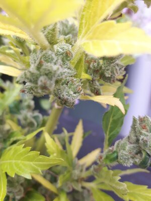 IMG_20240613_124723.jpg IMG_20240613_124723.jpg