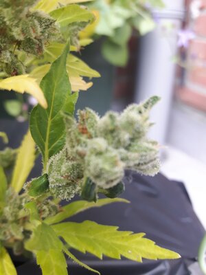 IMG_20240613_124719.jpg IMG_20240613_124719.jpg