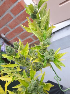 IMG_20240613_124710.jpg IMG_20240613_124710.jpg