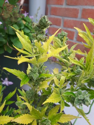 IMG_20240613_124705.jpg IMG_20240613_124705.jpg