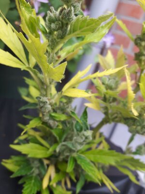 IMG_20240613_124700.jpg IMG_20240613_124700.jpg