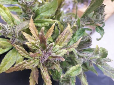 IMG_20240613_124651.jpg IMG_20240613_124651.jpg