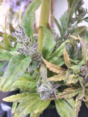 IMG_20240613_124618.jpg IMG_20240613_124618.jpg