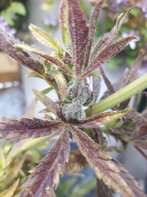 IMG_20240613_124611.jpg IMG_20240613_124611.jpg