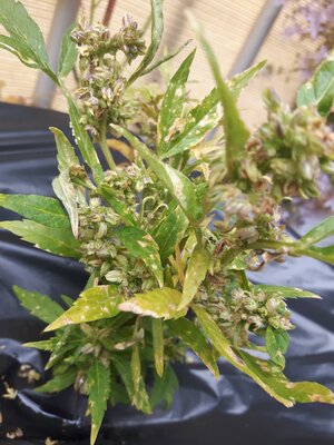 IMG_20240613_124603.jpg IMG_20240613_124603.jpg