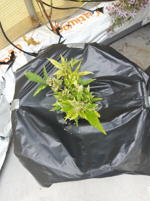 IMG_20240613_124557.jpg IMG_20240613_124557.jpg