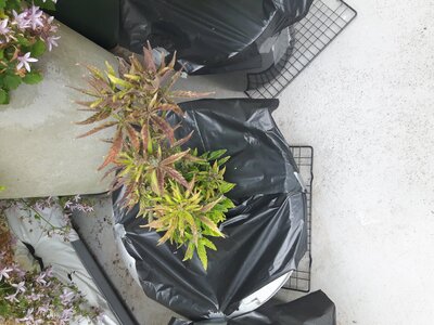 IMG_20240613_124553.jpg IMG_20240613_124553.jpg