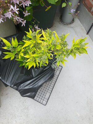 IMG_20240613_124546.jpg IMG_20240613_124546.jpg