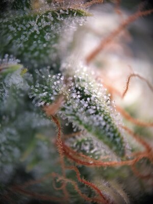 IMG_20240613_080520.jpg IMG_20240613_080520.jpg