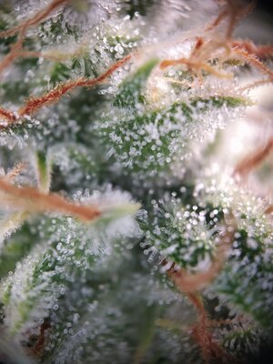 IMG_20240613_080526.jpg IMG_20240613_080526.jpg