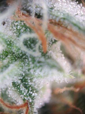 IMG_20240619_122703.jpg IMG_20240619_122703.jpg