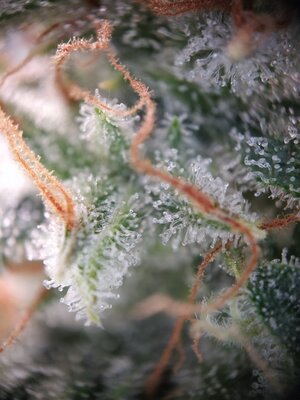 IMG_20240619_122614.jpg IMG_20240619_122614.jpg