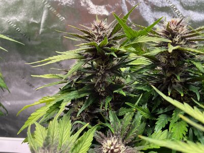 BPP1 - 1.jpeg BPP1 - 1.jpeg