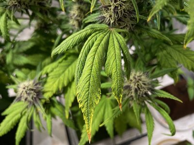 BPP3 - 4.jpeg BPP3 - 4.jpeg