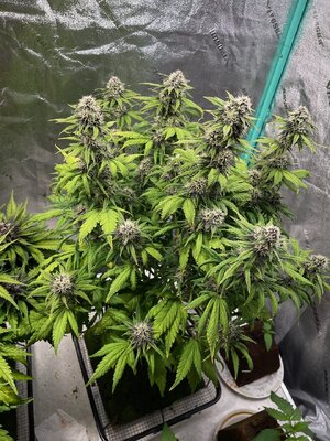 BPP3 - 3.jpeg BPP3 - 3.jpeg