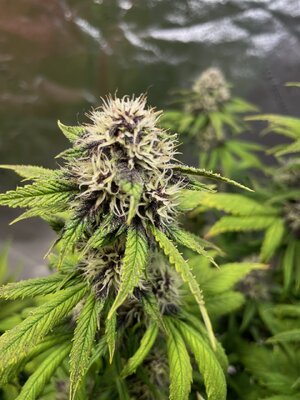 BPP3 - 2.jpeg BPP3 - 2.jpeg