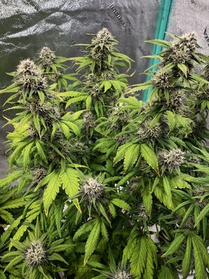 BPP3 - 1.jpeg BPP3 - 1.jpeg