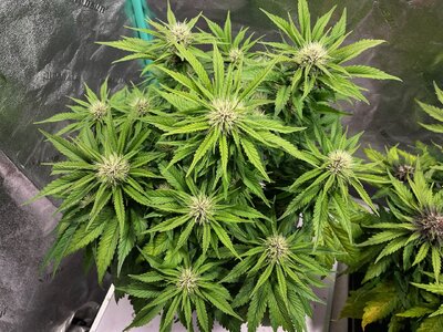 BPP2 - 3.jpeg BPP2 - 3.jpeg