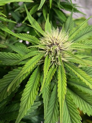 BPP2 - 2.jpeg BPP2 - 2.jpeg